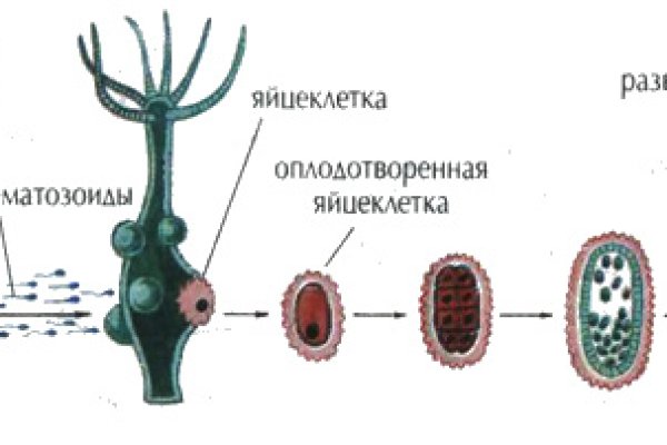 Kraken 2 зеркало